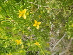 Roepera aurantiaca