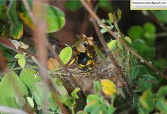 Euodynerus fastidiosus