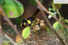 Euodynerus fastidiosus