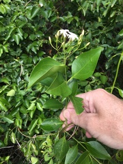 Jasminum simplicifolium