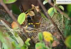 Euodynerus fastidiosus