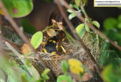 Euodynerus fastidiosus