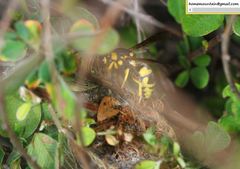 Euodynerus fastidiosus