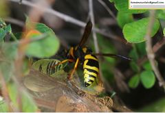 Euodynerus fastidiosus