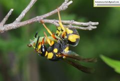 Euodynerus fastidiosus