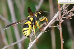 Euodynerus fastidiosus