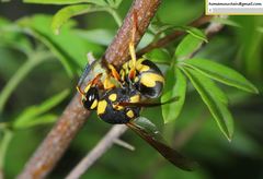 Euodynerus fastidiosus