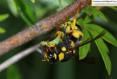 Euodynerus fastidiosus