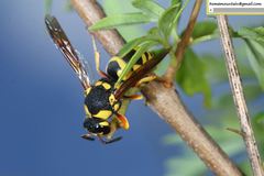 Euodynerus fastidiosus