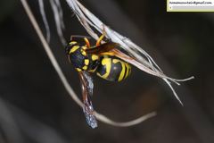 Euodynerus fastidiosus