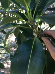 Ficus obliqua