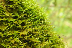 Neckera pennata image