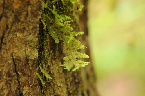Neckera pennata image