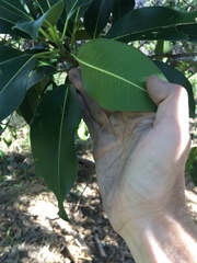 Ficus obliqua