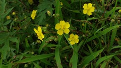 Potentilla chinensis