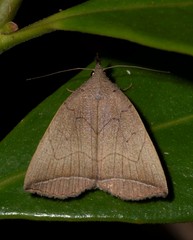Simplicia armatalis
