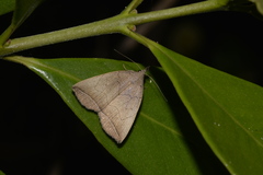 Simplicia armatalis