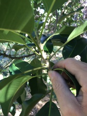 Ficus obliqua