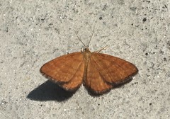 Idaea serpentata