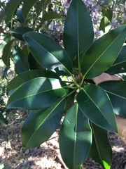 Ficus obliqua