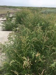 Atriplex littoralis