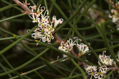 Hakea actites