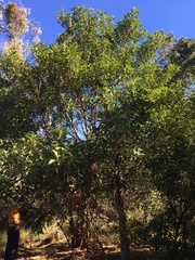 Ficus obliqua