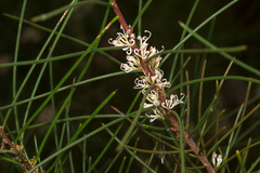 Hakea actites
