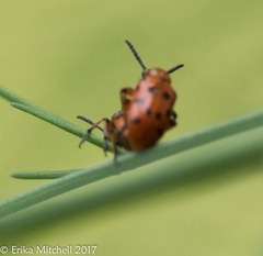 Crioceris duodecimpunctata