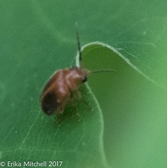 Prionocyphon limbatus