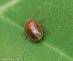 Prionocyphon limbatus