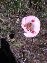 Calochortus venustus