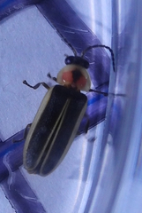 Photinus sabulosus