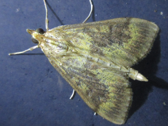 Ostrinia scapulalis