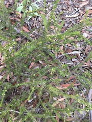 Acacia brunioides