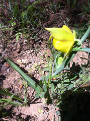 Calochortus pulchellus