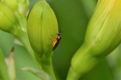 Athalia rosae