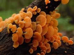 Favolaschia thwaitesii