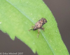 Sumitrosis inaequalis