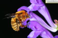 Anthophora deserticola