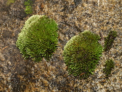 Bryum blandum
