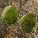 Ochiobryum - Photo (c) Reiner Richter, some rights reserved (CC BY-NC-SA), uploaded by Reiner Richter