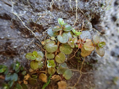 Epilobium komarovianum