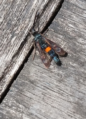 Synanthedon myopaeformis