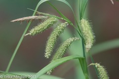 Carex gynandra