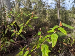 Lasiopetalum macrophyllum