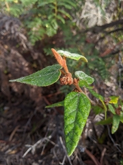Lasiopetalum macrophyllum