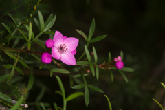 Boronia pinnata