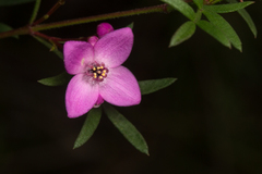 Boronia pinnata