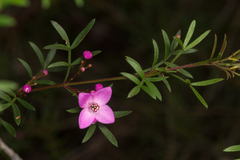Boronia pinnata